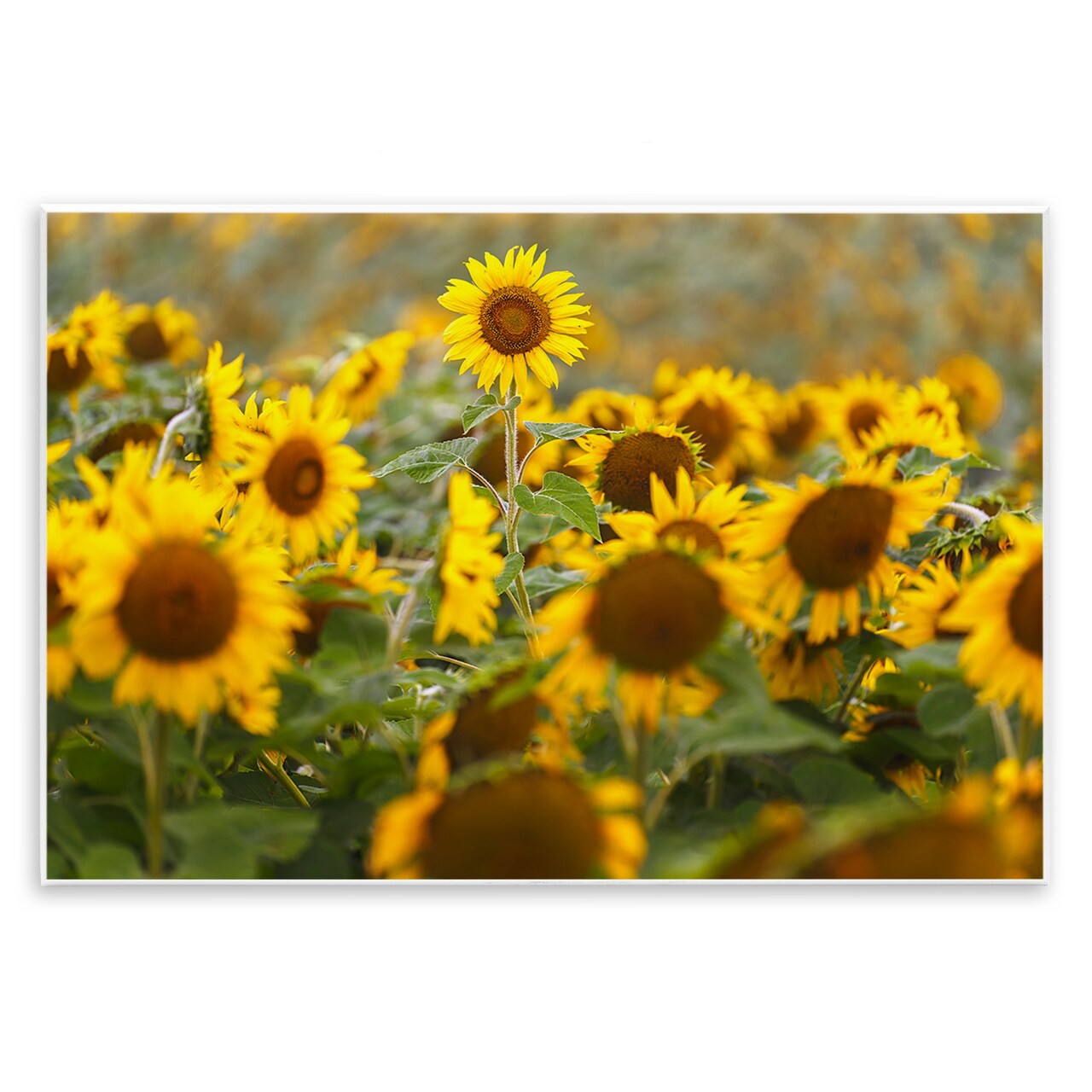Stupell Industries Central Sunflower in Meadow Wall Plaque, design by Andy Crawford